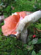 Mushrooms: 050824kvall 045