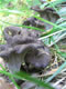 Mushrooms: 050908 163