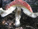 Mushrooms: 050911svamp 011