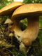 Mushrooms: 060830 023