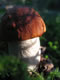 Mushrooms: 060903 010