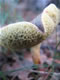 Mushrooms: 060904 080