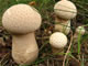 Mushrooms: 060917 080