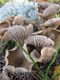 Mushrooms: 061015 043