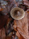Mushrooms: 061119 055